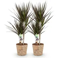 Oasis of Life Dracaena Magenta - Due dracaene di facile manutenzione in un cesto decorativo
