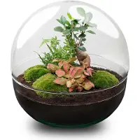 Oasis of Life Kit fai da te per giardino in bottiglia Dome XL - Terrario Ø30cm x H30cm