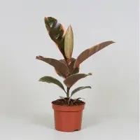 Oasis of Life Ficus elastica "Belize" - Pianta da appartamento Ø12cm, altezza 30cm, facile da