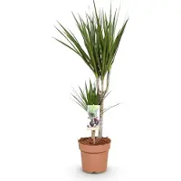Oasis of Life Dracaena Marginata - Albero del drago - 17cm - Altezza 70-80cm - Pianta da