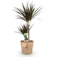 Oasis of Life Dracaena Magenta 90-100cm, 21cm, con cestino e decorazioni verde-magenta
