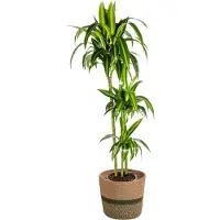 Oasis of Life Dracaena Deremensis Hawaiian Sunshine con cesto in vimini - Altezza 130-150cm