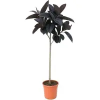 Oasis of Life Ficus Elastica Abidjan - 130cm - Grande pianta da appartamento con foglie