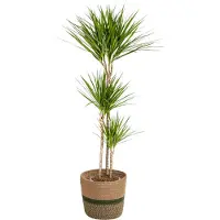Oasis of Life Dracaena Marginata Green con cesto in vimini - Altezza 130-150cm - Ø24cm