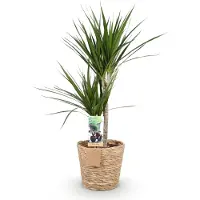 Oasis of Life Dracaena Marginata 90-100cm, 21cm, con vaso dal bordo rosso. Elegante elemento