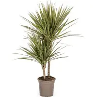 Oasis of Life Dracaena Marginata Bicolor, pianta da appartamento, Ø17cm, altezza 60cm, facile