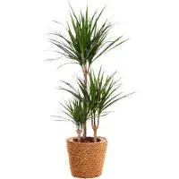 Oasis of Life Dracaena Marginata, pianta da appartamento, Ø21cm, altezza 95cm, facile da