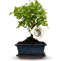 Oasis of Life Albero bonsai con chioma sferica, altezza 25-30cm. Albero in miniatura classico
