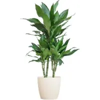 Oasis of Life Dracaena Janet Lind 95cm, albero del drago, pianta da appartamento, Ø21cm, in