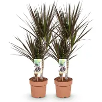 Oasis of Life Dracaena Magenta 2 - Dracaena di facile manutenzione - Altezza 17cm, 70-80cm