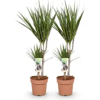 Oasis of Life Dracaena Marginata: 2 eleganti alberi del sangue di drago, 70-80cm, 17cm