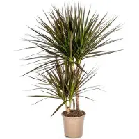 Oasis of Life Dracaena Marginata Magenta - Albero del drago - Pianta da appartamento - Ø17cm