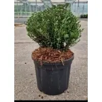 GRDplanten Ilex cren. 'Glorie Dwarf' - Stechpalme giapponese 20- 25 cm - Contenitore