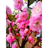 Sonstiges Albero di mandorlo, albero da giardino, rosa, piantina di grandi dimensioni, decorazione, decorazione da giardino