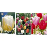 Sam van Schooten Set di bulbi da fiore olandesi di con 3 varietà, 30 pezzi - Tulipani - Trionfo misto - Heineken - Feeling Love