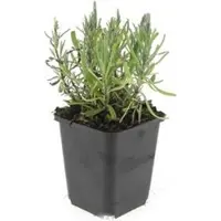 Exotenherz Pianta di lavanda - Lavandula angustifolia 'Munstead' - Lavanda vera - Vaso da 9 cm - Set da 6 piante