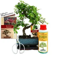 Exotenherz Set regalo bonsai "Ulmus" - Ulmus cinese - circa 6 anni - Kit per principianti