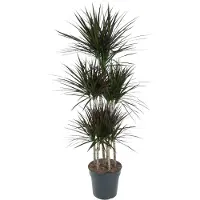 Exotenherz Dracena marginata "Magenta" - Karussel - altezza circa 150 cm