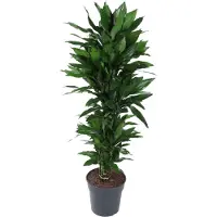 Exotenherz Albero del drago - Dracaena deremensis "Janet Lind" - fortemente ramificato - alto circa 140-160cm