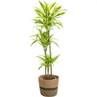 Oasis of Life Dracaena Deremensis Lemon Lime con cesto in vimini - Altezza 130-150cm - Ø24cm