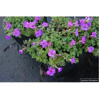 Brandless 6 xAubrieta hybr. 'Hamburger Stadtpark' - Fiore sfrangiato in vaso 9x9cm