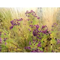 Brandless 6 x Aster novae-angliae 'Purple Dome' - Astro erbaceo di dimensioni 9x9 cm
