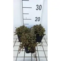Brandless 6 x Acaena micr. 'Dense mat' - noci spinose in vaso 9 x 9 cm
