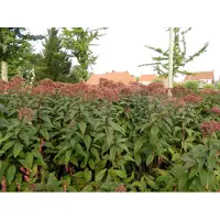 GRDplanten 6 x Eupatorium maculatum 'Riesenschirm' - Azalea acquatica grande - vaso 9x9 cm