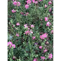 GRDplanten 6 x Diascia hybr. 'Ruby Field' - scoiattolo doppio - vaso 9x9 cm