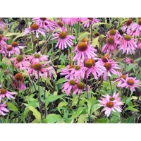 GRDplanten 6 x Echinacea Purpurea - Cavolfiore - vaso 9x9 cm