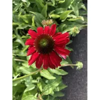 GRDplanten 6 x Echinacea sombrero 'flamenco orange' - Sonnenhut - Topf 9x9 cm