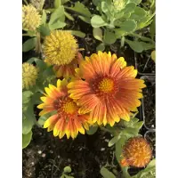 GRDplanten 6 x Gaillardia 'Arizona Apricot' - Fiore a coccarda - vaso 9x9 cm