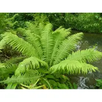GRDplanten 6 x Matteuccia struthiopteris - Felce di struzzo - vaso 9 x 9 cm