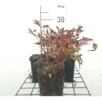 GRDplanten 6 x Astilbe (j) 'Deutschland' - spirea magnifica - vaso 9 x 9 cm