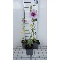 GRDplanten 6 x Lavatera maritima - Malva a cespuglio - vaso 9 x 9 cm
