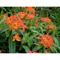 GRDplanten 6 x Euphorbia griffithii 'Fireglow' - Euforbia - vaso 9 x 9 cm