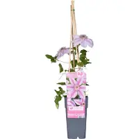 Everspring Clematis Nelly Moser - Clematide bicolore - ↨65 cm - Ø15 cm