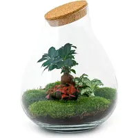 Oasis of Life Kit fai da te per terrario "Giardino in bottiglia" - Bonsai pianta balcone cura