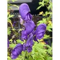 GRDplanten 6 x Aconitum napellus - Pompelmo blu - vaso 9 x 9 cm