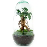 Oasis of Life Giardino in bottiglia Egg Bonsai - Terrario fai da te con Ficus Ginseng - Mini