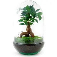Oasis of Life Giardino in bottiglia Egg XL Bonsai - Kit fai da te per terrario - Ø30cm