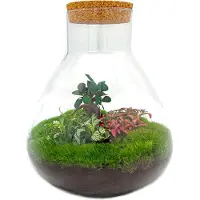 Oasis of Life Terrario da giardino in bottiglia Sam XL Bonsai - Kit fai da te - 35cm di