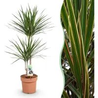 Pflanzenboutique Dracaena Marginata - Albero del drago - Bassa manutenzione - Verde - 90-100cm - Ø21cm - Pianta d'appartamento - Sempreverde