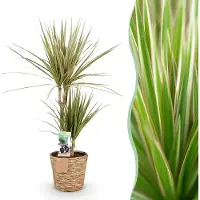 Pflanzenboutique Dracaena Marginata Bicolore - Albero del drago - A bassa manutenzione - con cesto - Verde - 70-75cm - Ø17cm - Pianta d'appartamento - Sempreverde