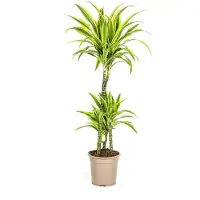 Exotenherz Dracena 'Lemon Lime' - Pianta ornamentale - Altezza: 90-110 cm - Vaso: 21 cm