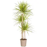 Exotenherz Dracaena marginata "Sunray" - Drago rosso "Sunray" - Altezza: 130-150 cm