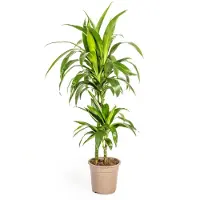 Exotenherz Albero del drago - Dracaena deremensis "Lisa" - Pianta verde - alta circa 70-90cm