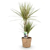 Oasis of Life Dracaena Marginata Bicolor 70-75cm, 17cm, con vaso, facile da curare, pianta