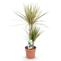 Oasis of Life Dracaena Marginata Bicolor - Dracaena - 17cm - Altezza 70-75cm - Di facile