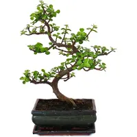 Exotenherz Bonsai - Portulacaria afra - Albero di giada - Albero dell'elefante africano - circa 10 anni